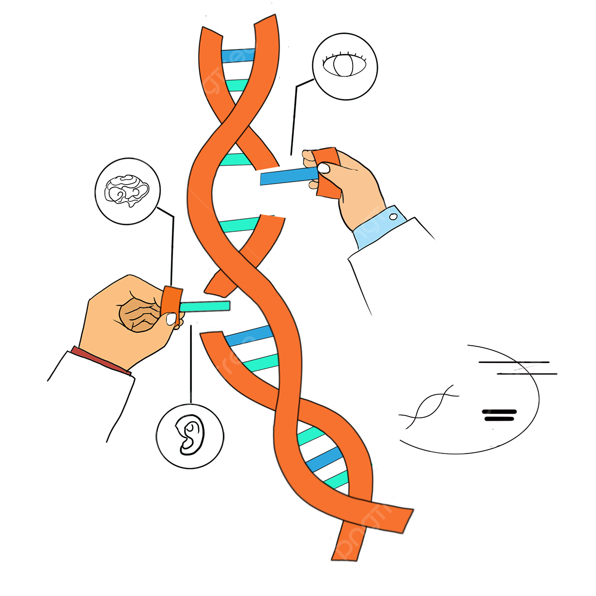 Accelerating The Research And Application Of Gene Editing Technology