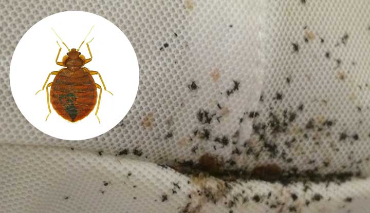 5 Common Bed Bugs Pics You Need to Know