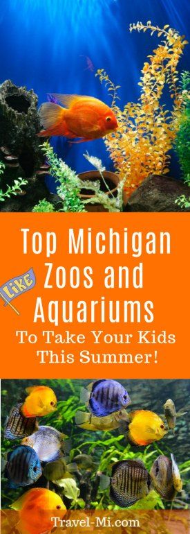 Best Michigan Zoos And Aquariums To Take Your Kids This Summer