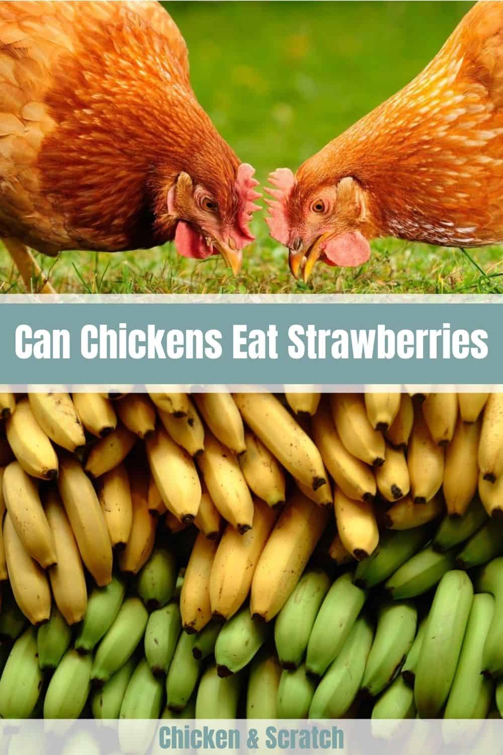 5 Ways to Feed Bananas to Your Chickens Safely