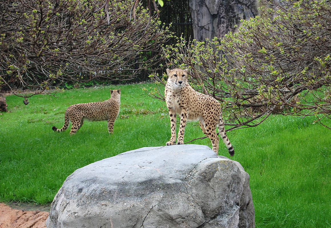 Cheetahs At Virginia Beach Zoo 2016 Youtube