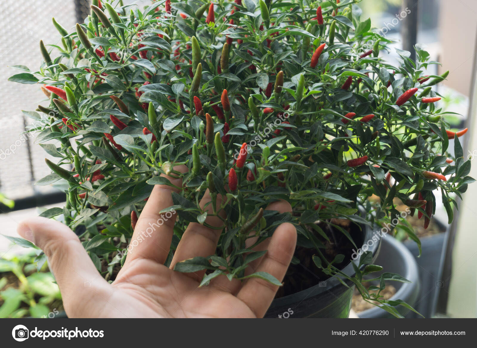 Chili Peppers On Campus Who Is Worth Taking A Class With At Capital