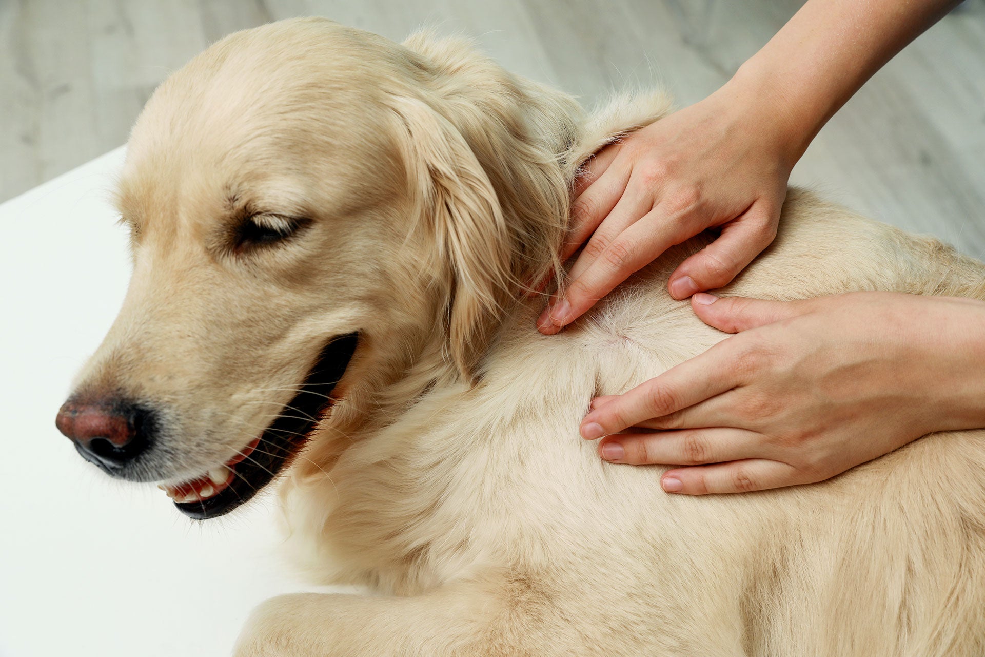 Five Ways To Protect Your Pet From Lyme Disease Tufts Now