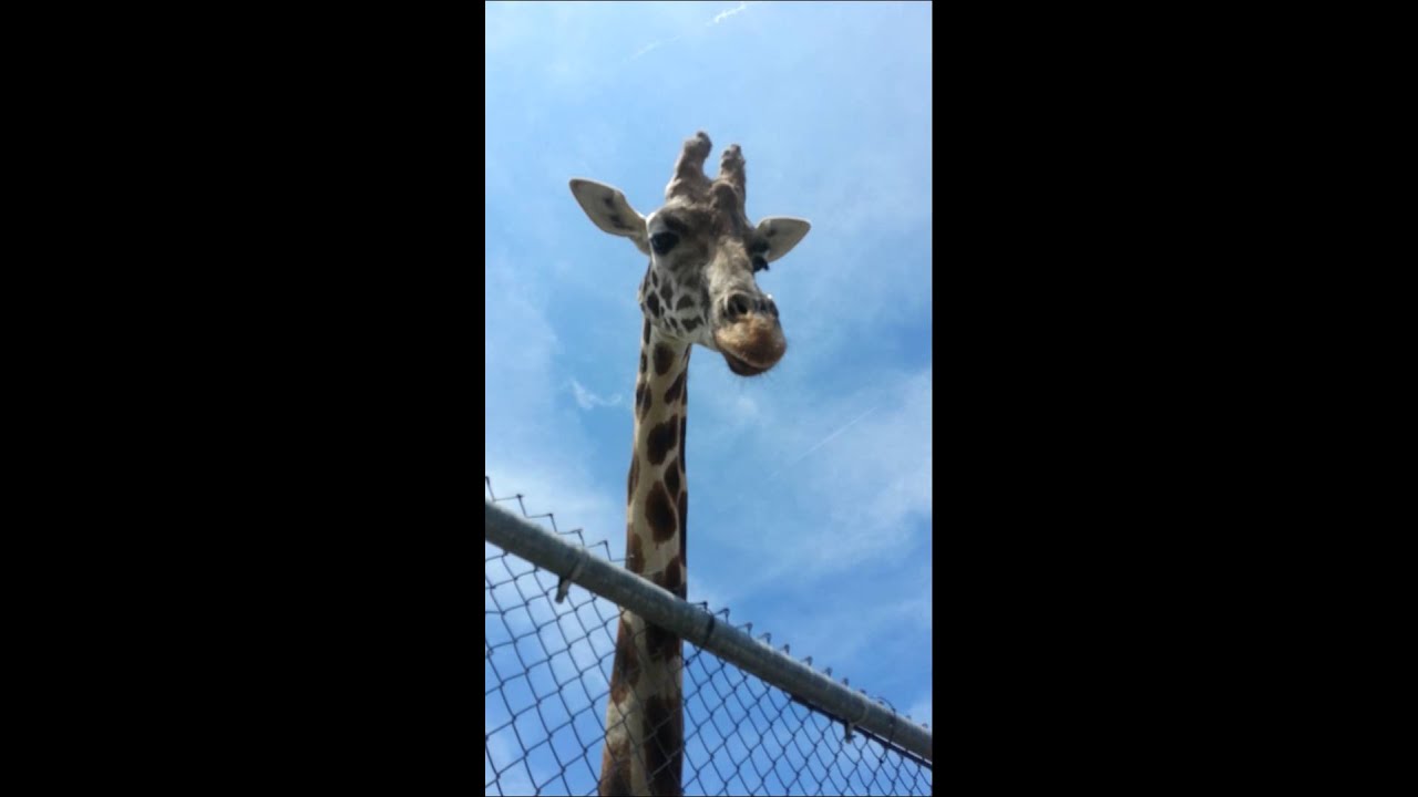 Giraffes At Virginia Beach Zoo 2016 Youtube