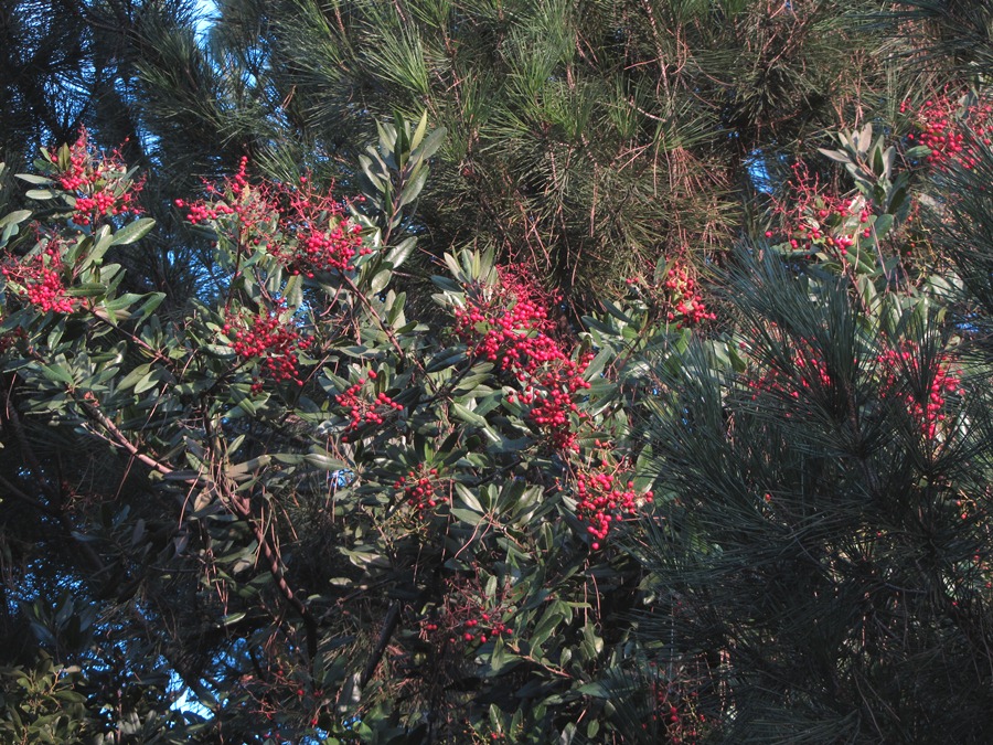 Heteromeles Arbutifolia Par M Dolly