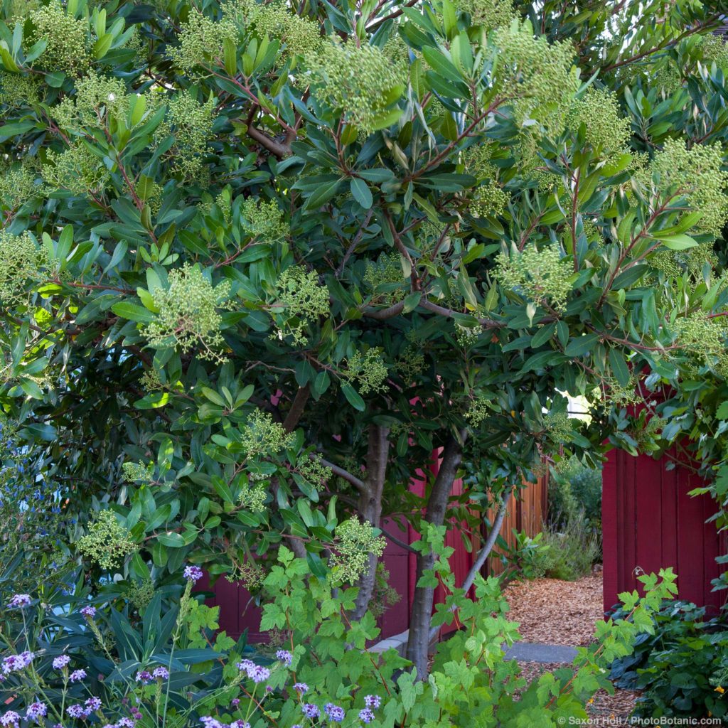 Heteromeles Arbutifolia Toyon California Gardens