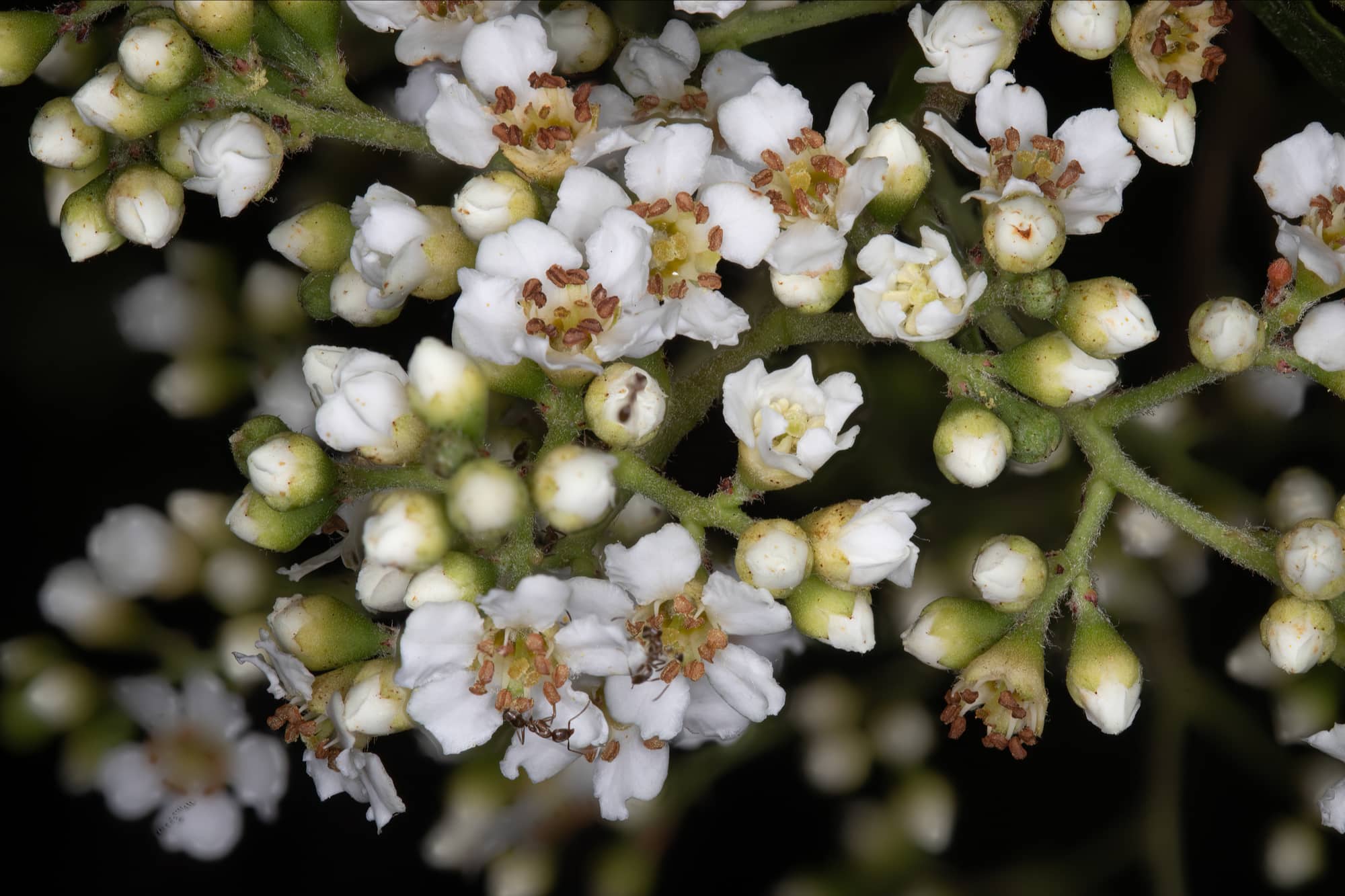 Heteromeles Arbutifolia Toyon