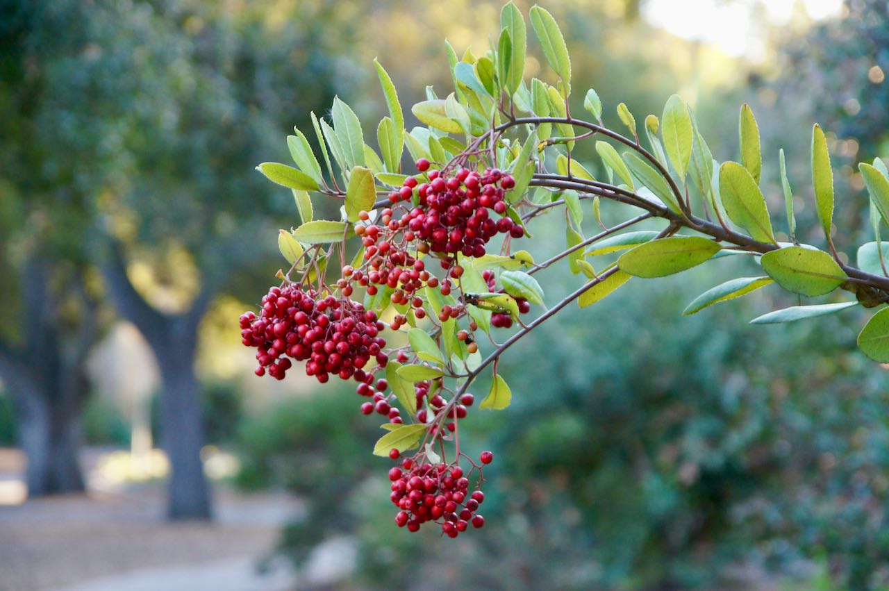 Heteromeles Arbutifolia