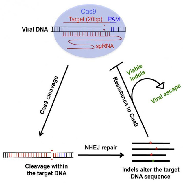 Hiv Can Develop Resistance To Crispr Cas9