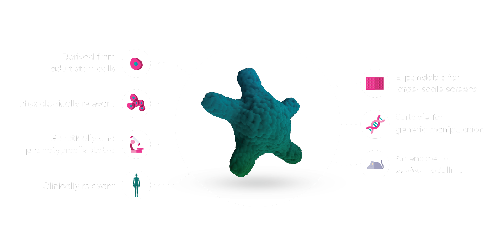 How Do Hub Organoids Differ From Other Organoid Cultures