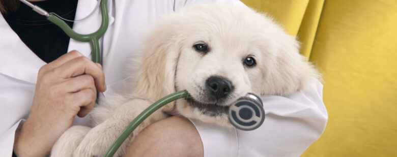 How To Choose The Best Vet Clinic For Your Pet Demotix Com