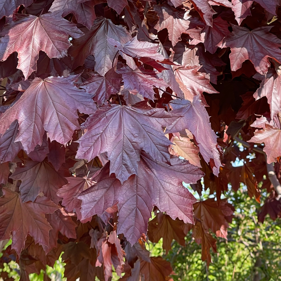 How To Grow And Care For Amp 39 Crimson King Amp 39 Maple