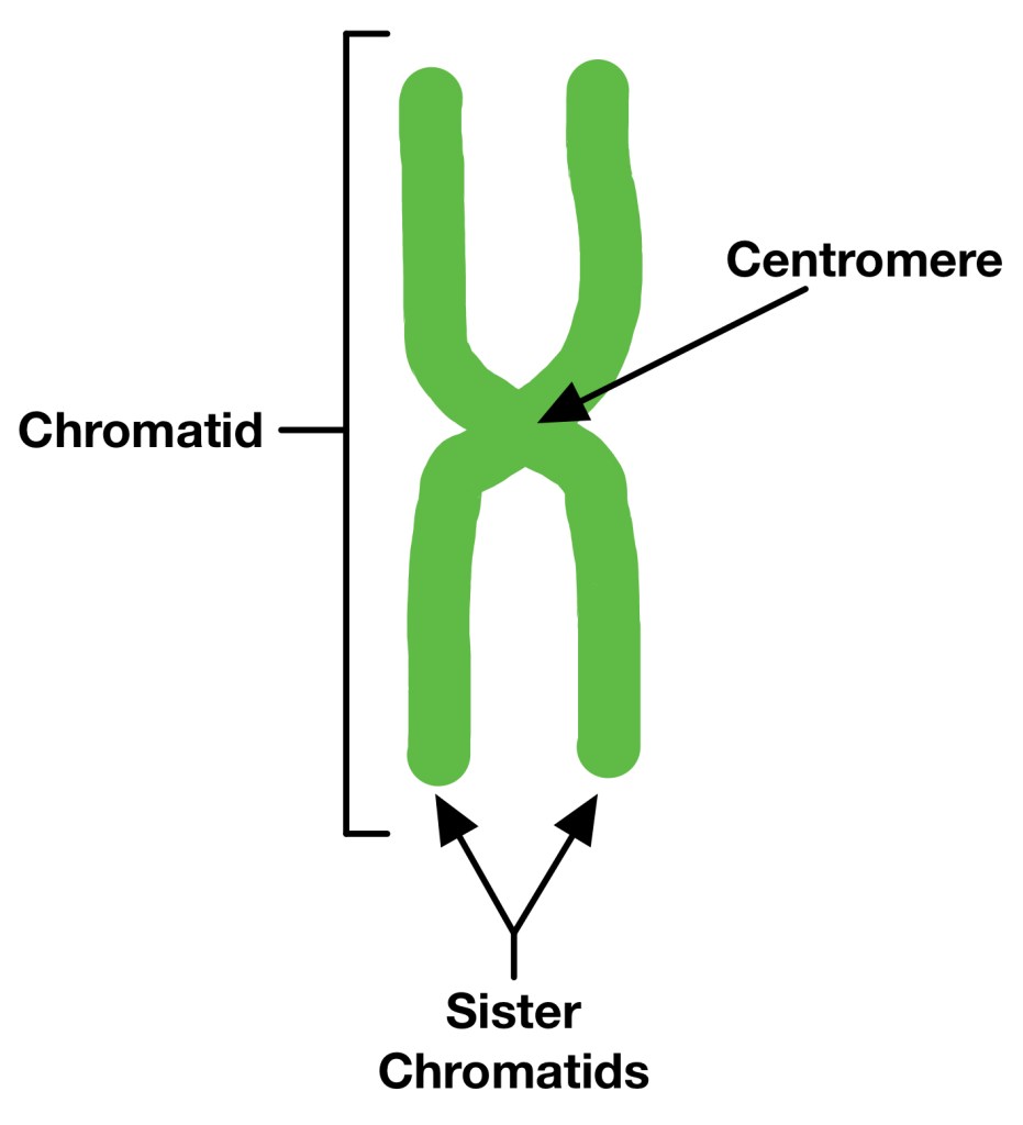 Easily Recall Chromosomes with These Simple Tricks