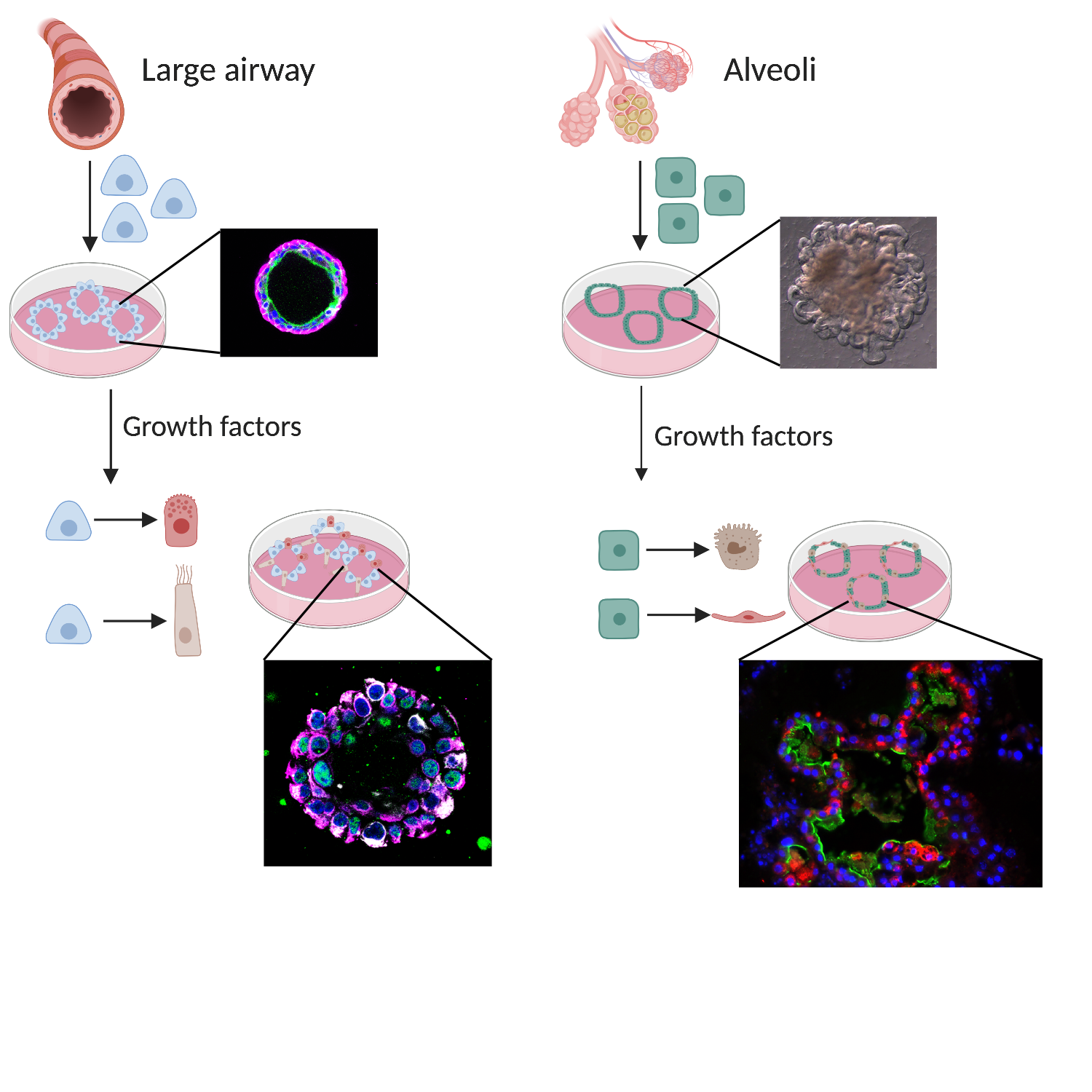 Lung Stem Cells In Health Repair And Disease Eurostemcell