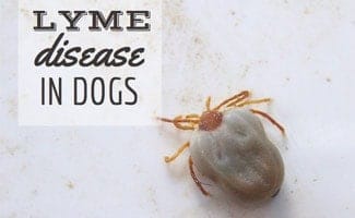 Lyme Disease In Dogs Treatment Laguna Woods Vets