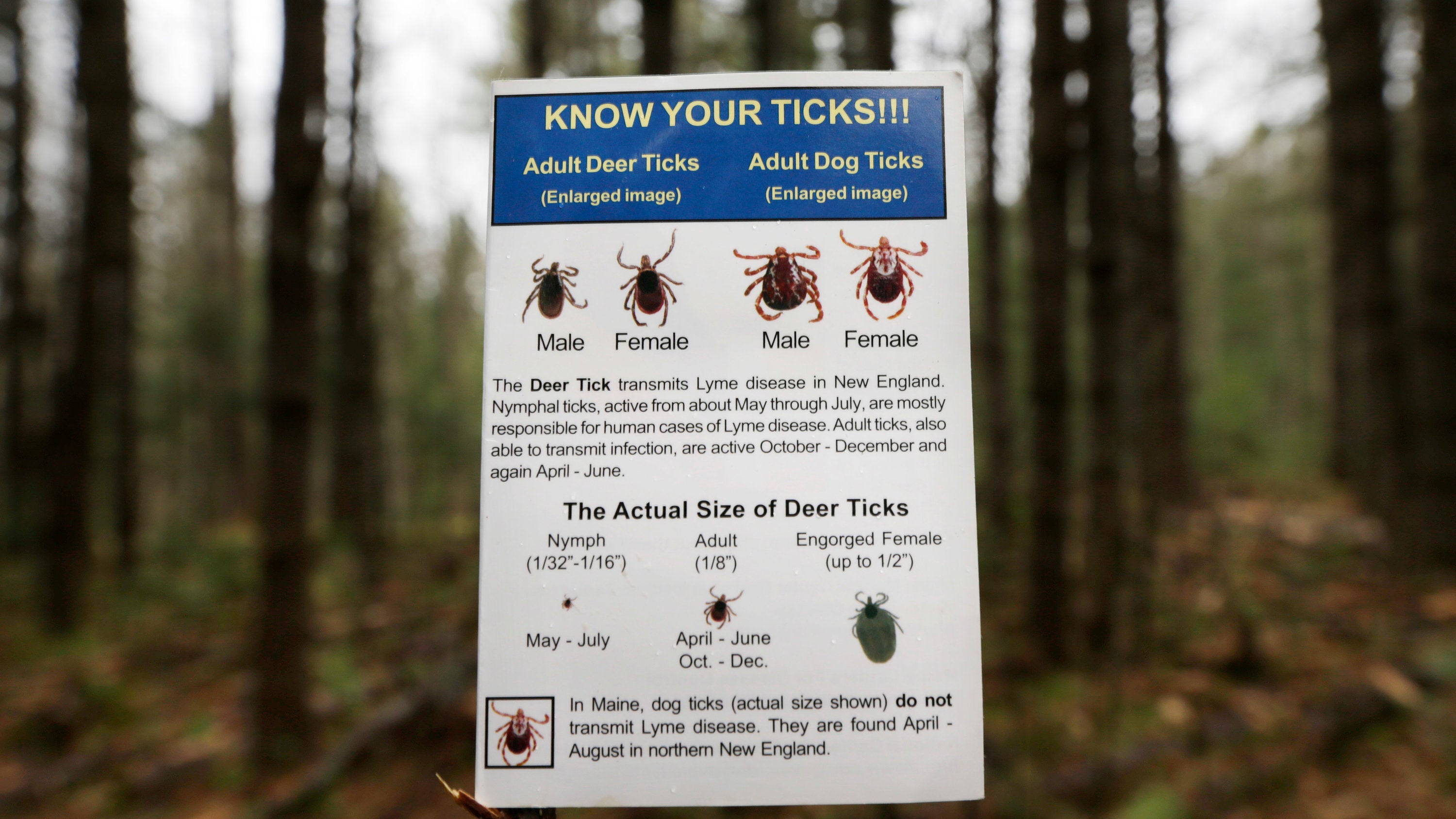 Lyme Disease Vaccine For Dogs Good For Your Pet But Not For Humans