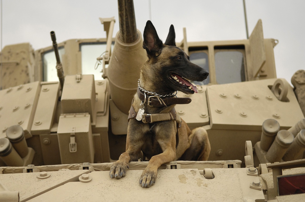 Top Military Dog Breeds in Active Service Today