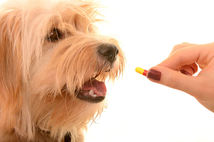 Natural Antibiotics for Dogs: Safe and Effective Options