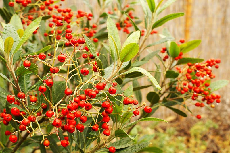 Prized For Its Foliage Flowers And Berries Heteromeles Arbutifolia