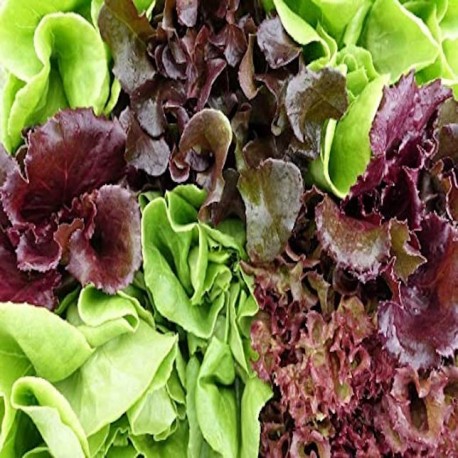 Spring Mix Lettuce Information Learn About Spring Mix Lettuce