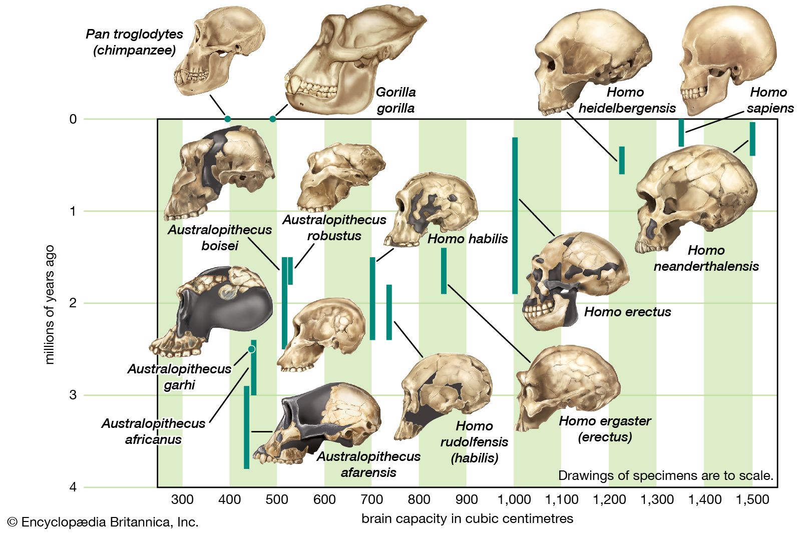 The Supraorbital Browridge in Homo Sapiens: A Distinctive Feature