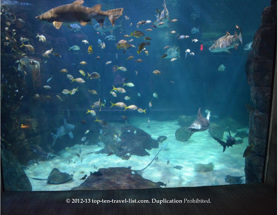 The Virginia Aquarium Marine Science Aquarium Top Ten Travel Blog