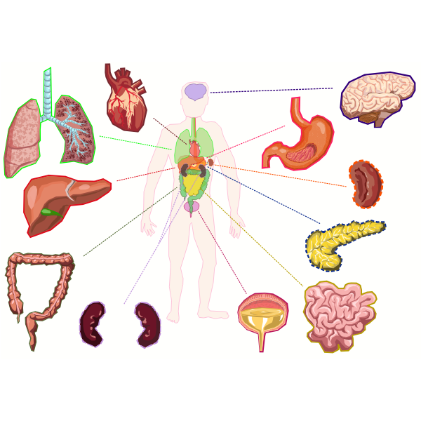 Transparent Human Full Body Organs Revealed Inside