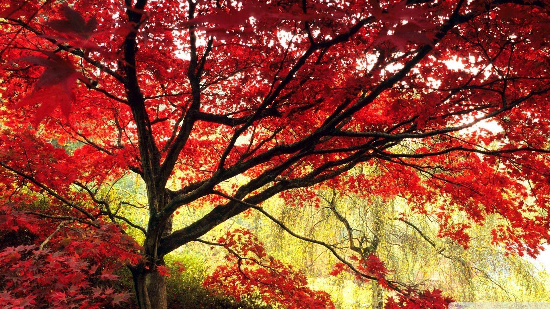 5 Japanese Tree Types You Need to Know