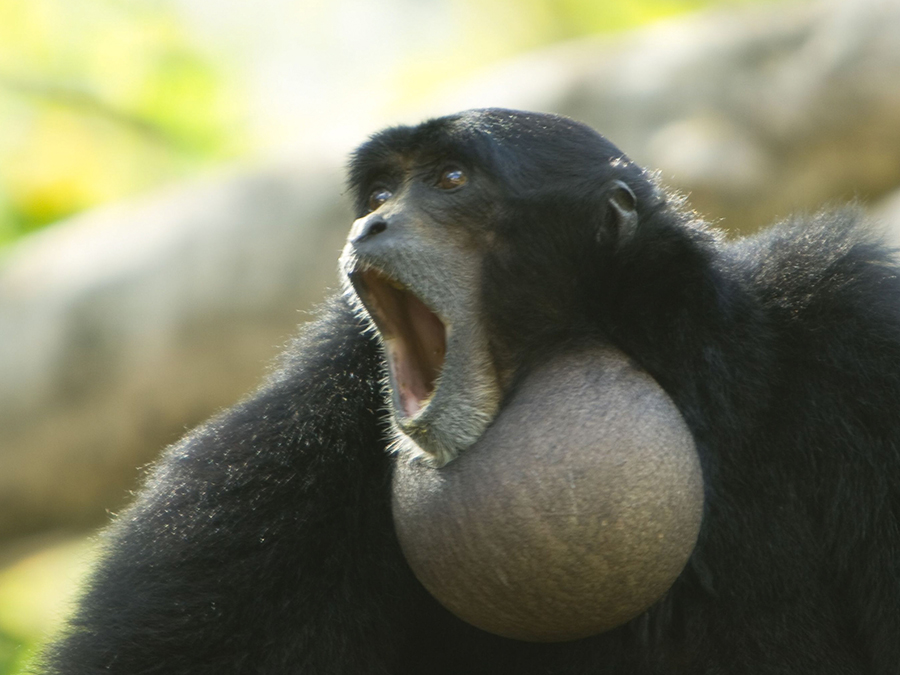 Virginia Beach 4 Of 41 Zoo Siamang Monkeys Mother And Its Little Baby Youtube